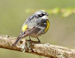 Warbler Photo: Karinne Heise
