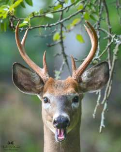 Young buck Photo: Arielle DeMerchant