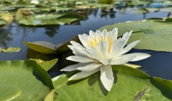 Water lilies Photo: Jill DeVito