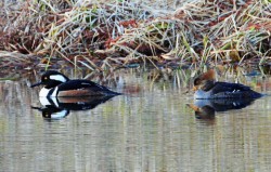 Pair mergansers Photo: Richard Philben