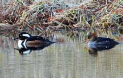 Pair mergansers Photo: Richard Philben