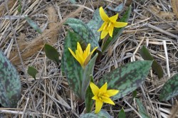 Trout lilies Photo: Judy Sweet
