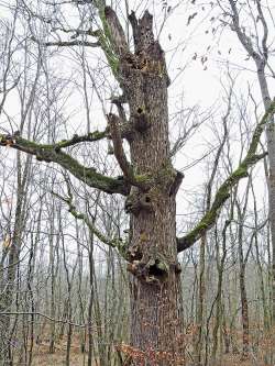 Hollow tree Photo: Tami Gingrich