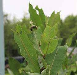 Caterpillars Photo: Gregory Cox