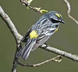 Myrtle Warbler Photo: Peter Hollinger