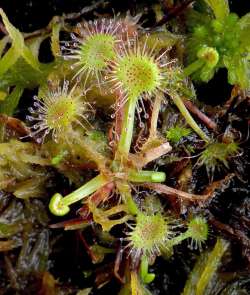 Sundew plant Photo: Frank Kaczmarek