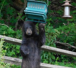 Bear at Bird Feeder Photo: Bonnie Honaberger