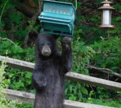 Bear at Bird Feeder Photo: Bonnie Honaberger