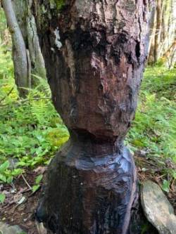 Beaver tree Photo: Tracy Rice