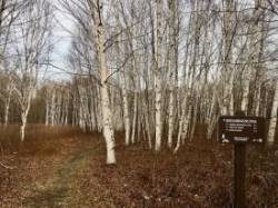 Birch meadow Photo: Sharon Bombard