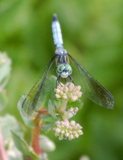 Blue dasher Photo: Kirk Gentalen