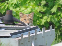 Bobcat Photo: Carolyn