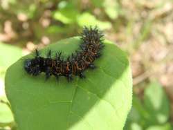 Checkerspot Photo: Bonnie A. Pease