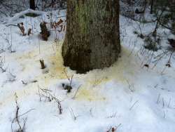 Dead red oak Photo: Larry Davis