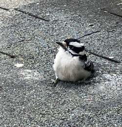 Downy woodpecker Photo: Sharon Bombard