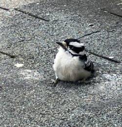Downy woodpecker Photo: Sharon Bombard