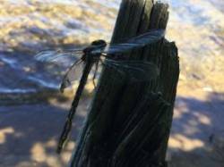 Dragonfly Wings Photo: Pam Landry