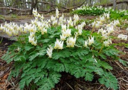 Dutchmans Breeches Photo: Sheri Larsen