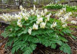 Dutchmans Breeches Photo: Sheri Larsen