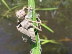 Exuviae bug Photo: Pam Landry