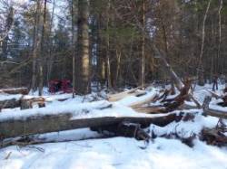 Fir Tree Blow Downs Photo: Gordon Gould