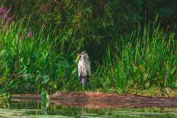 Great blue heron Photo: Jen Chase