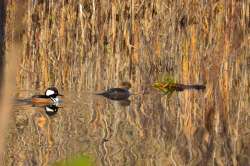 Hooded mergansers Photo: Ken Hatch