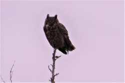 Horned owl Photo: Terry VanVeghten