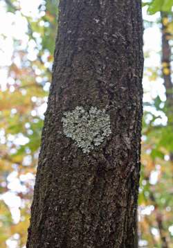 Lichen Photo: Pat Liddle