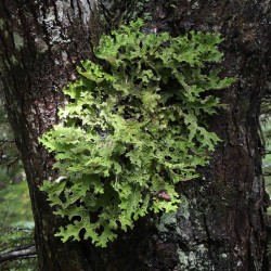 Lungwort Lichen Photo: AM Dannis