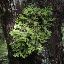 Lungwort Lichen Photo: AM Dannis