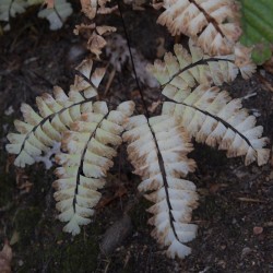 Maidenhair Fern Photo: AM Dannis