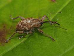 Nut weevil Photo: Charlie Schwarz