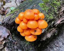 Orange mushrooms Photo: Sheri Larsen