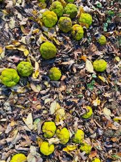 Osage oranges Photo: Deborah DeSalvo