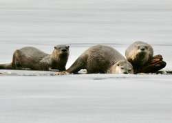 Otter family Photo: Karinne Heise