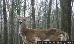Piebald Deer Photo: Bonnie Honaberger