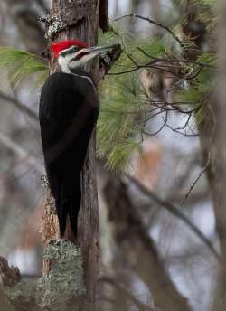 Pileated woodpecker Photo: Jacqueline Robidoux