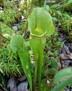 Pitcher plants Photo: Sheri Larsen