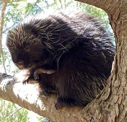 Porcupine Photo: Sally Cornwell