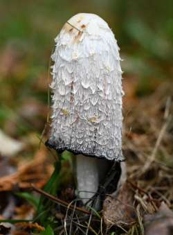 Shaggy mane Photo: Sandy Dannis