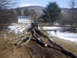 Skidder Logs Photo: CJ Frankiewicz