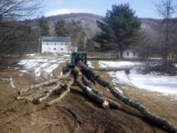 Skidder Logs Photo: CJ Frankiewicz