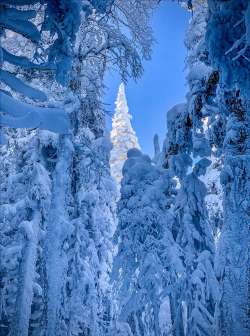 Snow forest Photo: Danielle Durocher