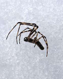 Spider on ice Photo: Kirk Gentalen