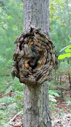37_strangetreeformation.jpg