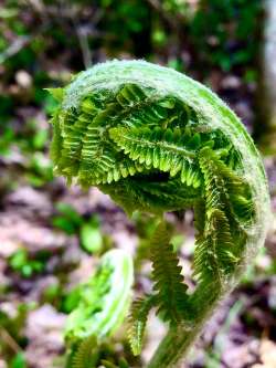 Ferns Photo: Linda Reed