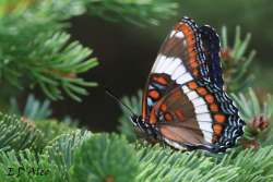 White Admiral Photo: Eric D'Aleo