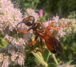 Golden wasp Photo: Steve Plumb