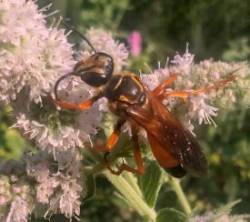 Golden wasp Photo: Steve Plumb